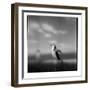 Chinstrap Penguin, Antarctica-Paul Souders-Framed Photographic Print