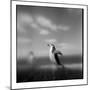 Chinstrap Penguin, Antarctica-Paul Souders-Mounted Photographic Print