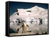 Chinstrap Penguin at Paradise Bay in Antarctica, 1975-null-Framed Stretched Canvas