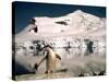 Chinstrap Penguin at Paradise Bay in Antarctica, 1975-null-Stretched Canvas