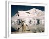 Chinstrap Penguin at Paradise Bay in Antarctica, 1975-null-Framed Photographic Print