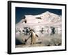 Chinstrap Penguin at Paradise Bay in Antarctica, 1975-null-Framed Photographic Print