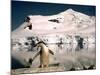 Chinstrap Penguin at Paradise Bay in Antarctica, 1975-null-Mounted Photographic Print