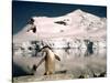 Chinstrap Penguin at Paradise Bay in Antarctica, 1975-null-Stretched Canvas