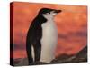 Chinstrap Penguin at Sunset, Antarctica-Edwin Giesbers-Stretched Canvas