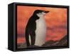 Chinstrap Penguin at Sunset, Antarctica-Edwin Giesbers-Framed Stretched Canvas