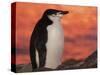 Chinstrap Penguin at Sunset, Antarctica-Edwin Giesbers-Stretched Canvas
