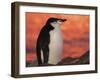 Chinstrap Penguin at Sunset, Antarctica-Edwin Giesbers-Framed Photographic Print