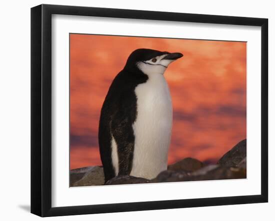 Chinstrap Penguin at Sunset, Antarctica-Edwin Giesbers-Framed Photographic Print