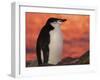 Chinstrap Penguin at Sunset, Antarctica-Edwin Giesbers-Framed Photographic Print