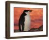 Chinstrap Penguin at Sunset, Antarctica-Edwin Giesbers-Framed Photographic Print