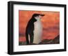 Chinstrap Penguin at Sunset, Antarctica-Edwin Giesbers-Framed Photographic Print