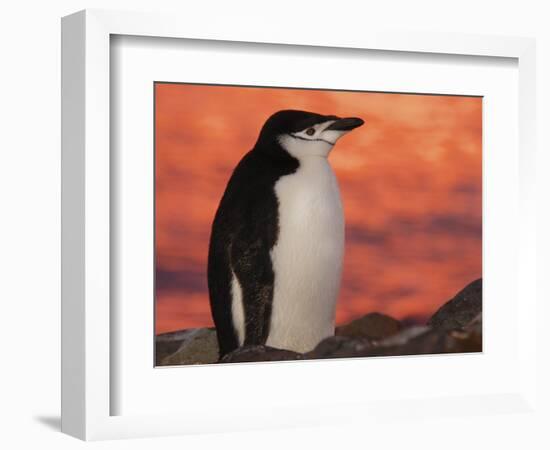 Chinstrap Penguin at Sunset, Antarctica-Edwin Giesbers-Framed Photographic Print