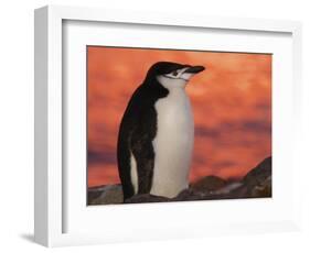 Chinstrap Penguin at Sunset, Antarctica-Edwin Giesbers-Framed Photographic Print