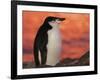 Chinstrap Penguin at Sunset, Antarctica-Edwin Giesbers-Framed Photographic Print