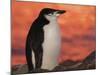 Chinstrap Penguin at Sunset, Antarctica-Edwin Giesbers-Mounted Photographic Print