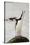 Chinstrap Penguin Calling-Joe McDonald-Stretched Canvas