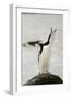 Chinstrap Penguin Calling-Joe McDonald-Framed Premium Photographic Print