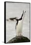 Chinstrap Penguin Calling-Joe McDonald-Framed Stretched Canvas