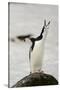 Chinstrap Penguin Calling-Joe McDonald-Stretched Canvas