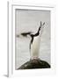 Chinstrap Penguin Calling-Joe McDonald-Framed Photographic Print