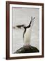Chinstrap Penguin Calling-Joe McDonald-Framed Photographic Print