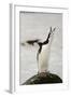 Chinstrap Penguin Calling-Joe McDonald-Framed Photographic Print