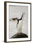 Chinstrap Penguin Calling-Joe McDonald-Framed Photographic Print