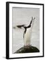 Chinstrap Penguin Calling-Joe McDonald-Framed Photographic Print