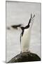 Chinstrap Penguin Calling-Joe McDonald-Mounted Photographic Print