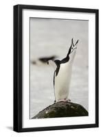 Chinstrap Penguin Calling-Joe McDonald-Framed Photographic Print