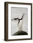 Chinstrap Penguin Calling-Joe McDonald-Framed Photographic Print