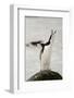 Chinstrap Penguin Calling-Joe McDonald-Framed Photographic Print