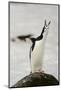 Chinstrap Penguin Calling-Joe McDonald-Mounted Photographic Print