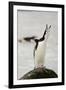 Chinstrap Penguin Calling-Joe McDonald-Framed Photographic Print