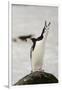 Chinstrap Penguin Calling-Joe McDonald-Framed Photographic Print