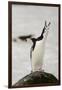 Chinstrap Penguin Calling-Joe McDonald-Framed Photographic Print