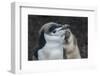 Chinstrap penguin chick (Pygoscelis antarctica) on a black volcanic beach, Saunders Island, South S-Michael Runkel-Framed Photographic Print