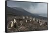 Chinstrap penguin colony (Pygoscelis antarctica), Saunders Island, South Sandwich Islands, Antarcti-Michael Runkel-Framed Stretched Canvas