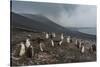 Chinstrap penguin colony (Pygoscelis antarctica), Saunders Island, South Sandwich Islands, Antarcti-Michael Runkel-Stretched Canvas