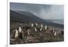 Chinstrap penguin colony (Pygoscelis antarctica), Saunders Island, South Sandwich Islands, Antarcti-Michael Runkel-Framed Photographic Print