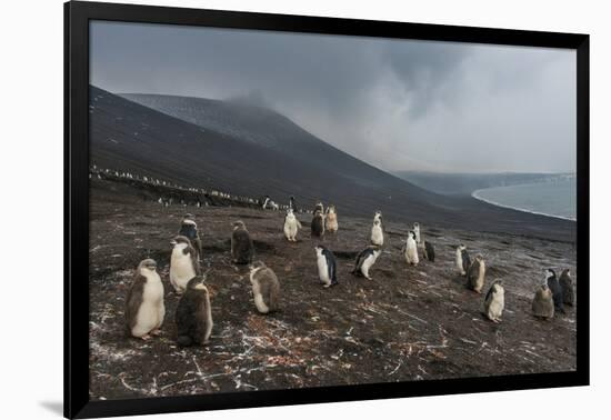 Chinstrap penguin colony (Pygoscelis antarctica), Saunders Island, South Sandwich Islands, Antarcti-Michael Runkel-Framed Photographic Print