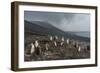 Chinstrap penguin colony (Pygoscelis antarctica), Saunders Island, South Sandwich Islands, Antarcti-Michael Runkel-Framed Photographic Print