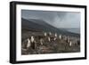 Chinstrap penguin colony (Pygoscelis antarctica), Saunders Island, South Sandwich Islands, Antarcti-Michael Runkel-Framed Photographic Print