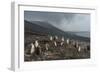 Chinstrap penguin colony (Pygoscelis antarctica), Saunders Island, South Sandwich Islands, Antarcti-Michael Runkel-Framed Photographic Print