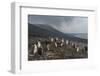 Chinstrap penguin colony (Pygoscelis antarctica), Saunders Island, South Sandwich Islands, Antarcti-Michael Runkel-Framed Photographic Print