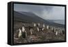 Chinstrap penguin colony (Pygoscelis antarctica), Saunders Island, South Sandwich Islands, Antarcti-Michael Runkel-Framed Stretched Canvas