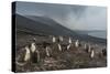 Chinstrap penguin colony (Pygoscelis antarctica), Saunders Island, South Sandwich Islands, Antarcti-Michael Runkel-Stretched Canvas