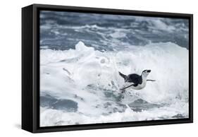 Chinstrap Penguin, Deception Island, Antarctica-Paul Souders-Framed Stretched Canvas