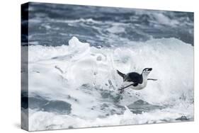 Chinstrap Penguin, Deception Island, Antarctica-Paul Souders-Stretched Canvas